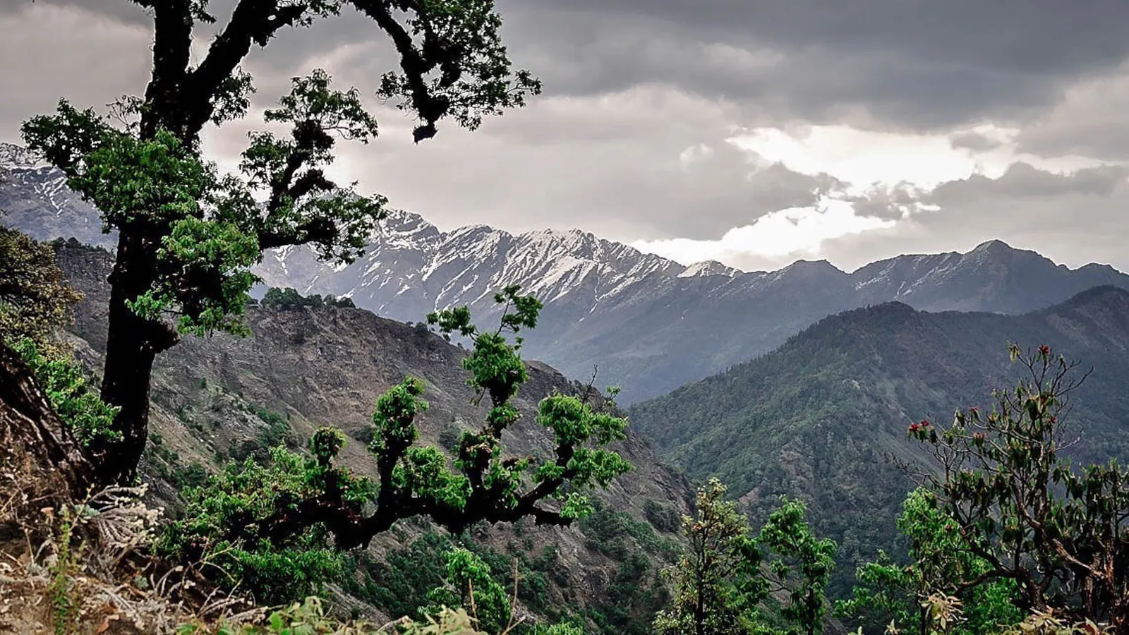 Chopta Tungnath Chandrashila Trek photo 5